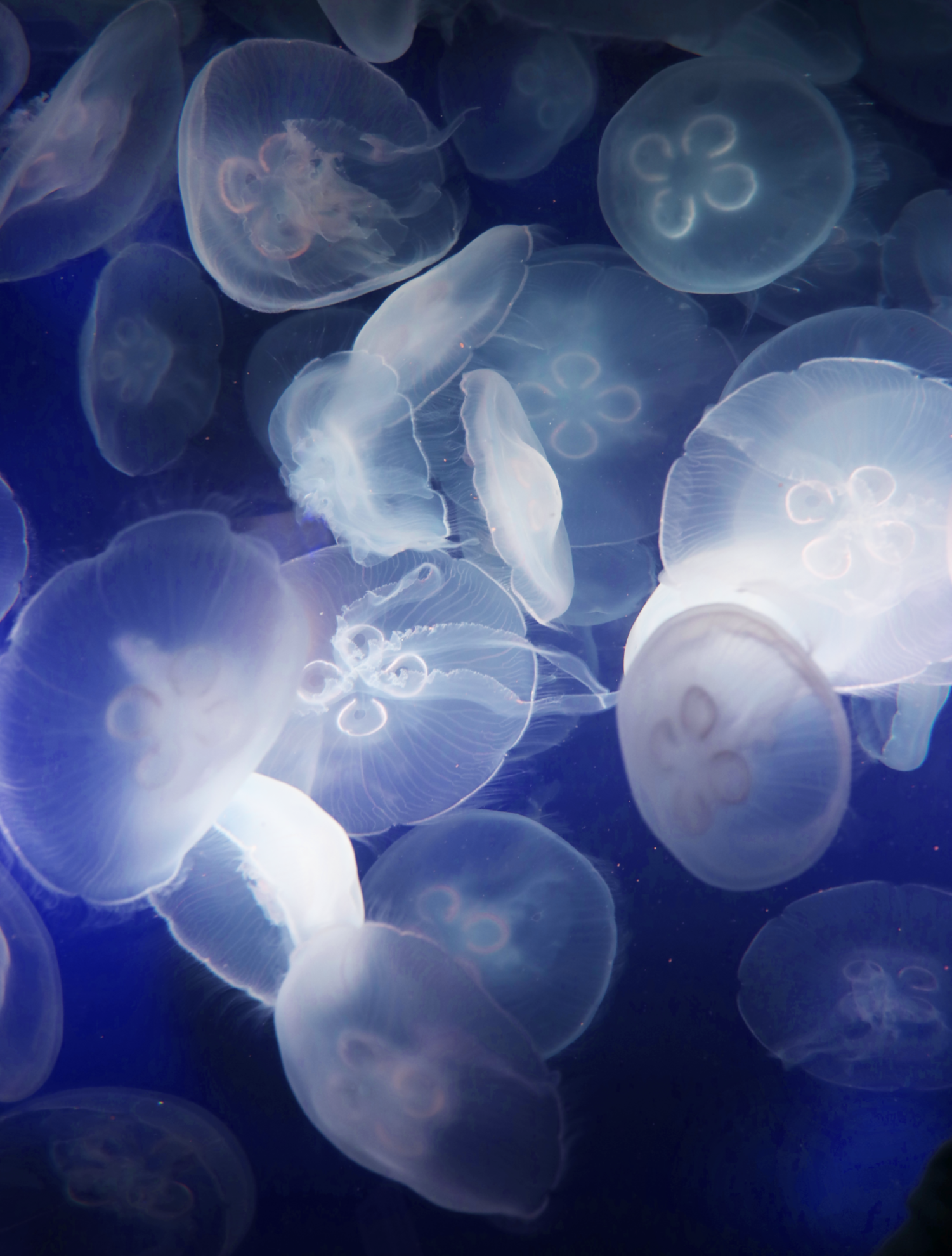 Moon Jellies