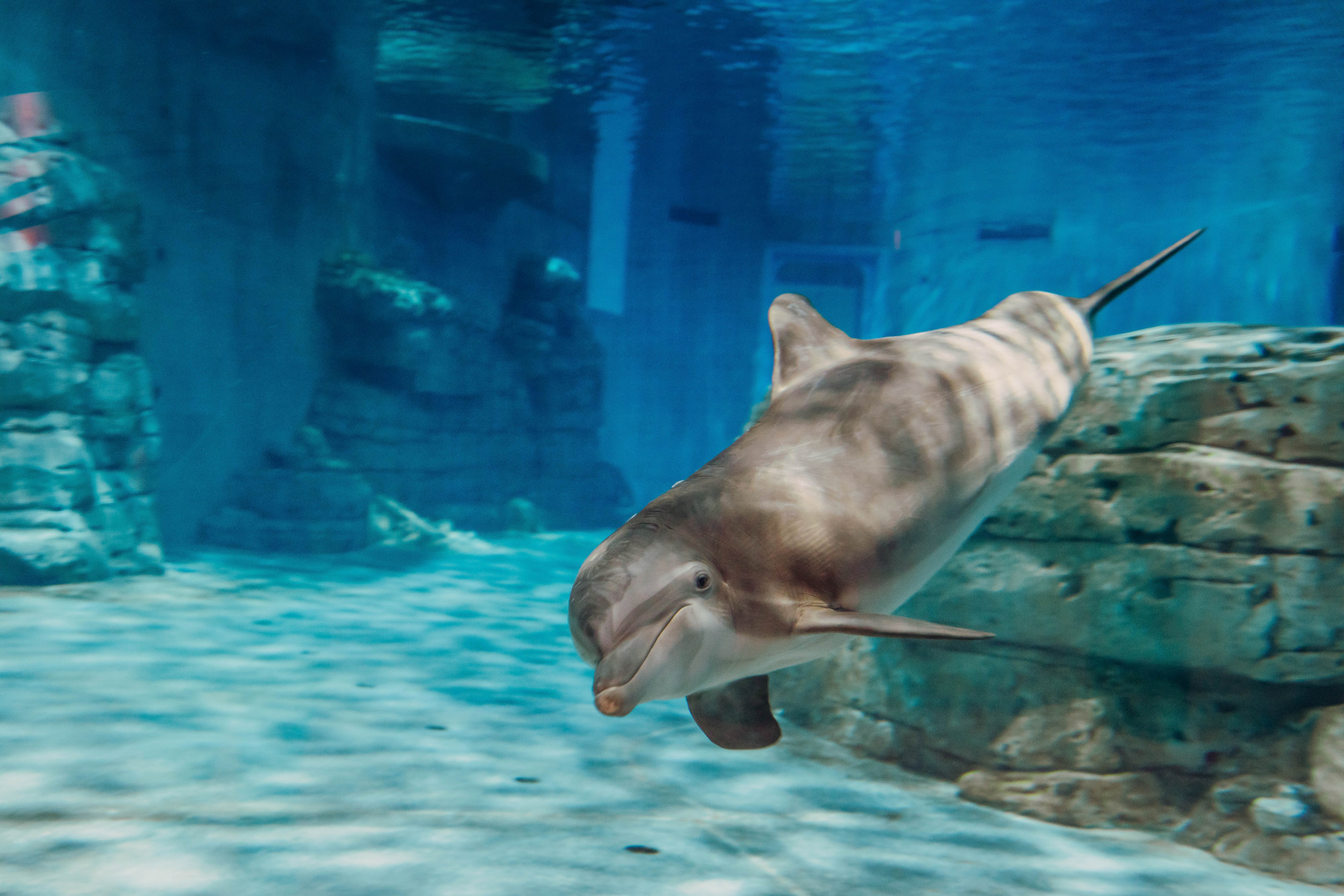 Clearwater Marine Aquarium 5