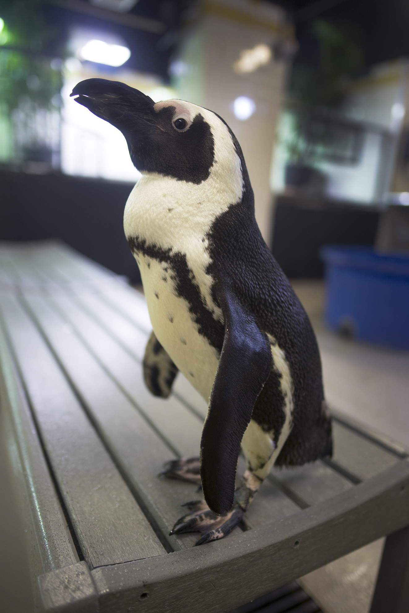 South African Penguin