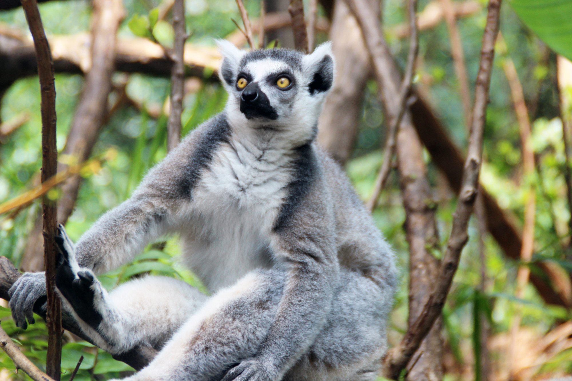 Ring-tailed Lemur