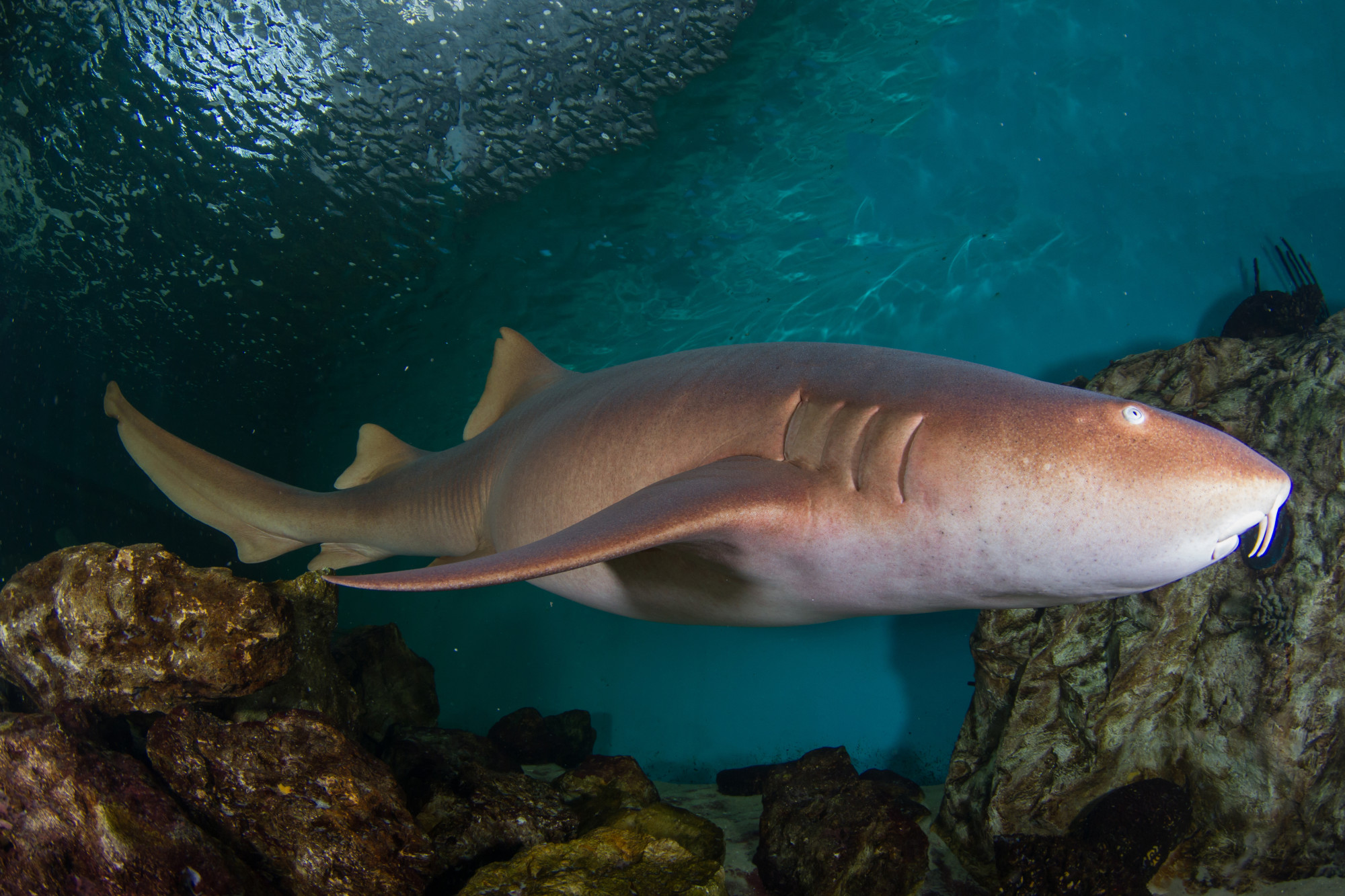 Clearwater Marine Aquarium 6