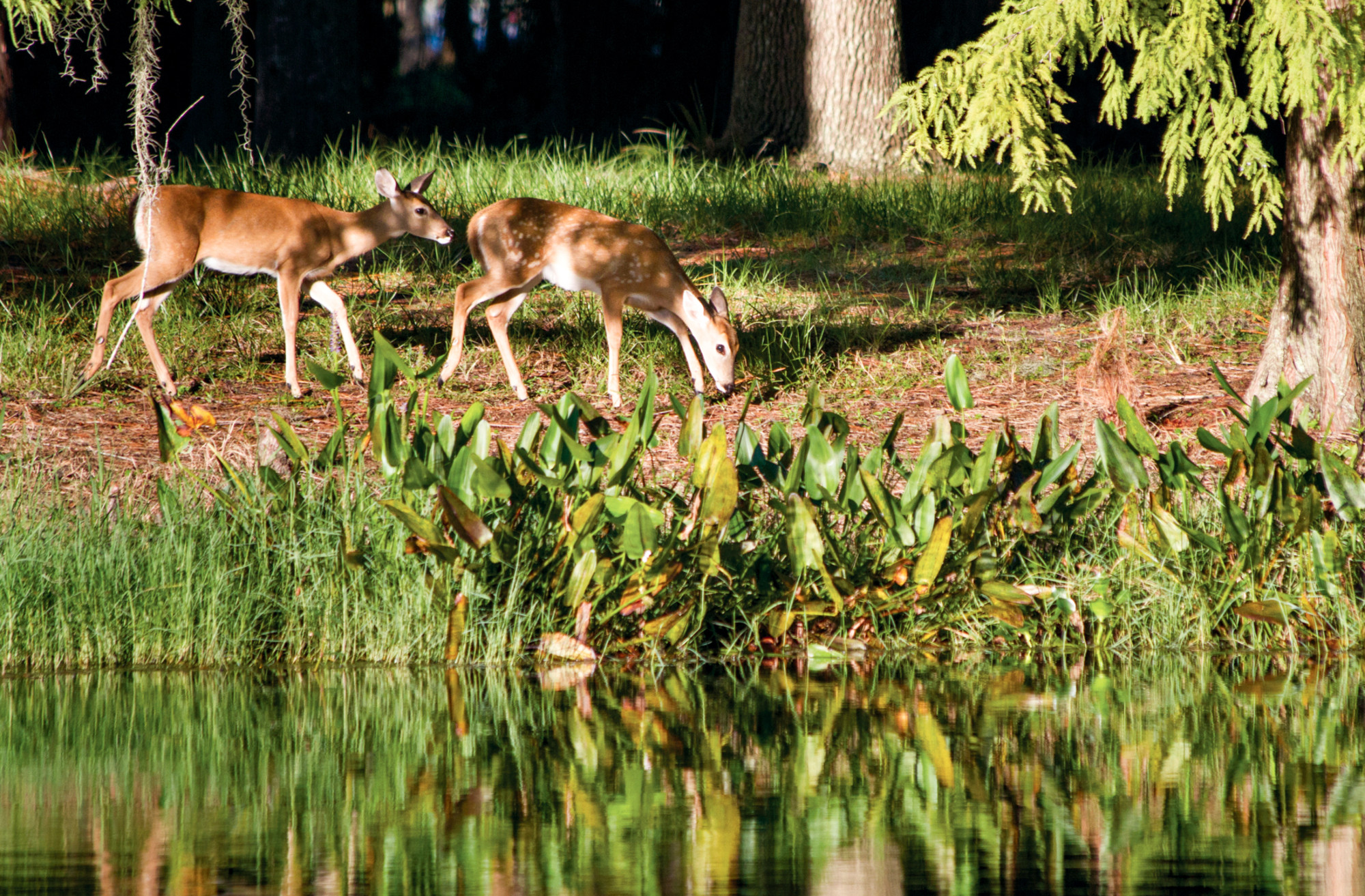 Brooker Creek Deer