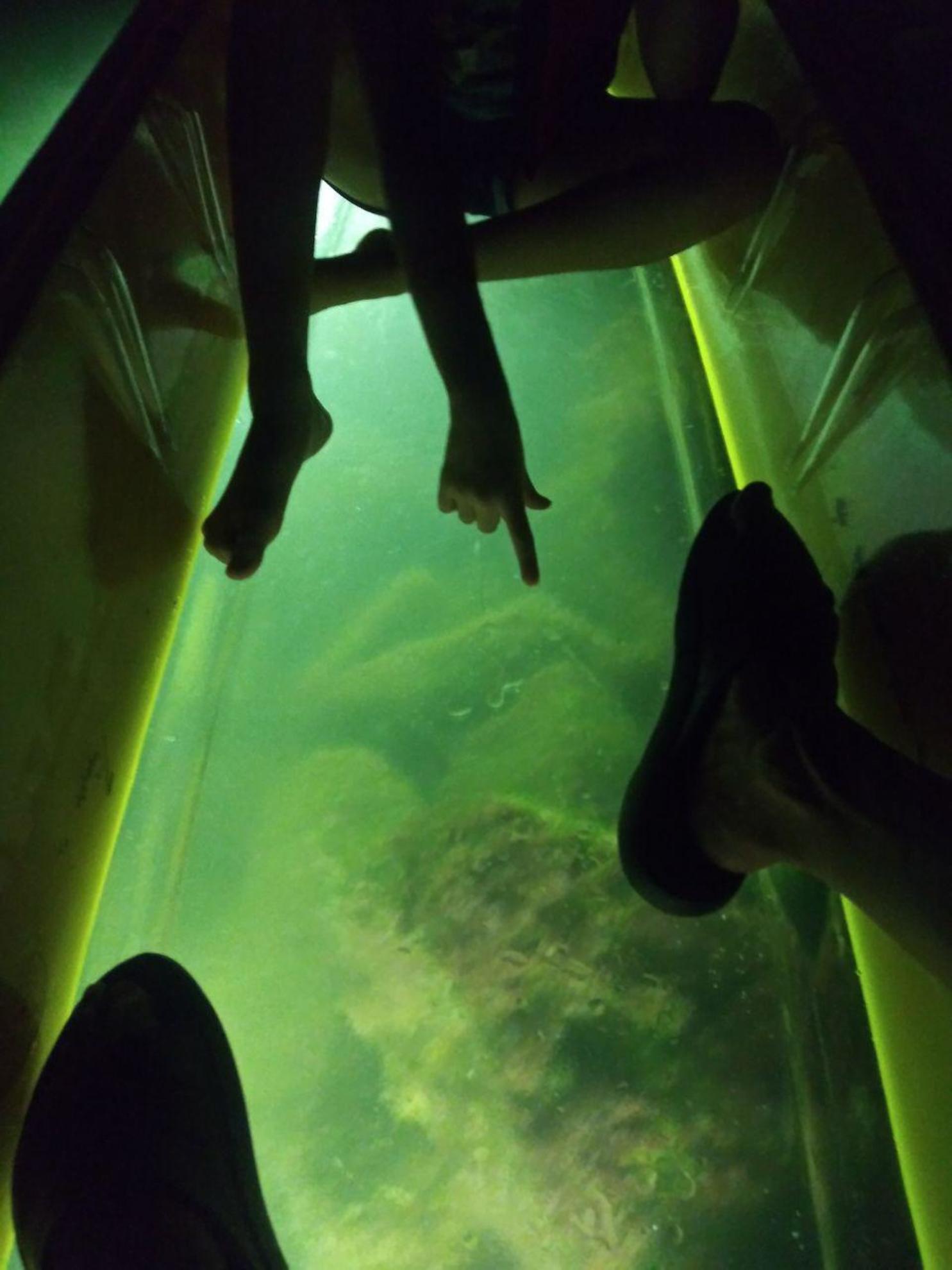 Feed Baby Fish and Minnows on our Glass Bottom LED illuminated Kayak Eco Tours!