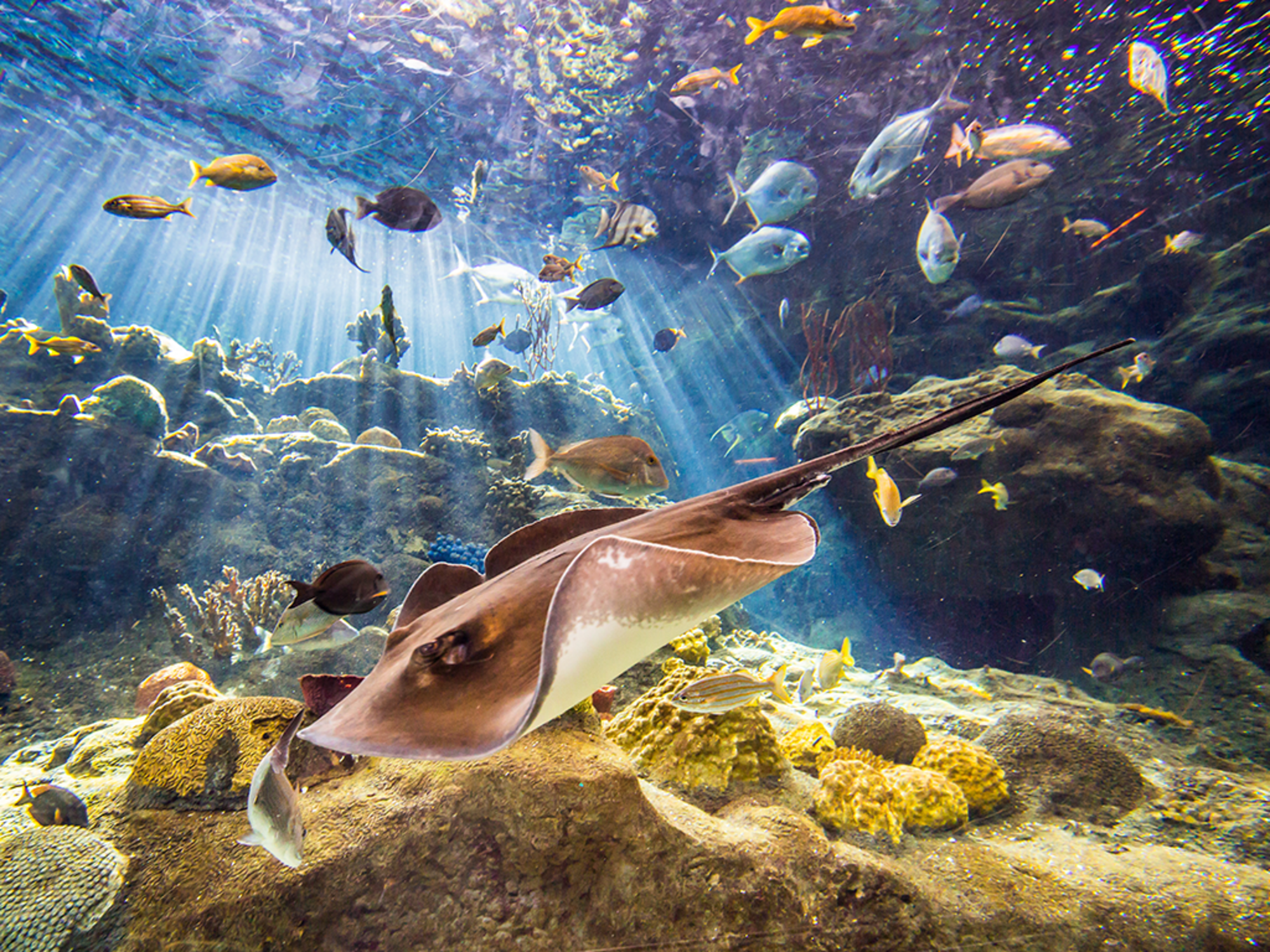 Coral Reef
