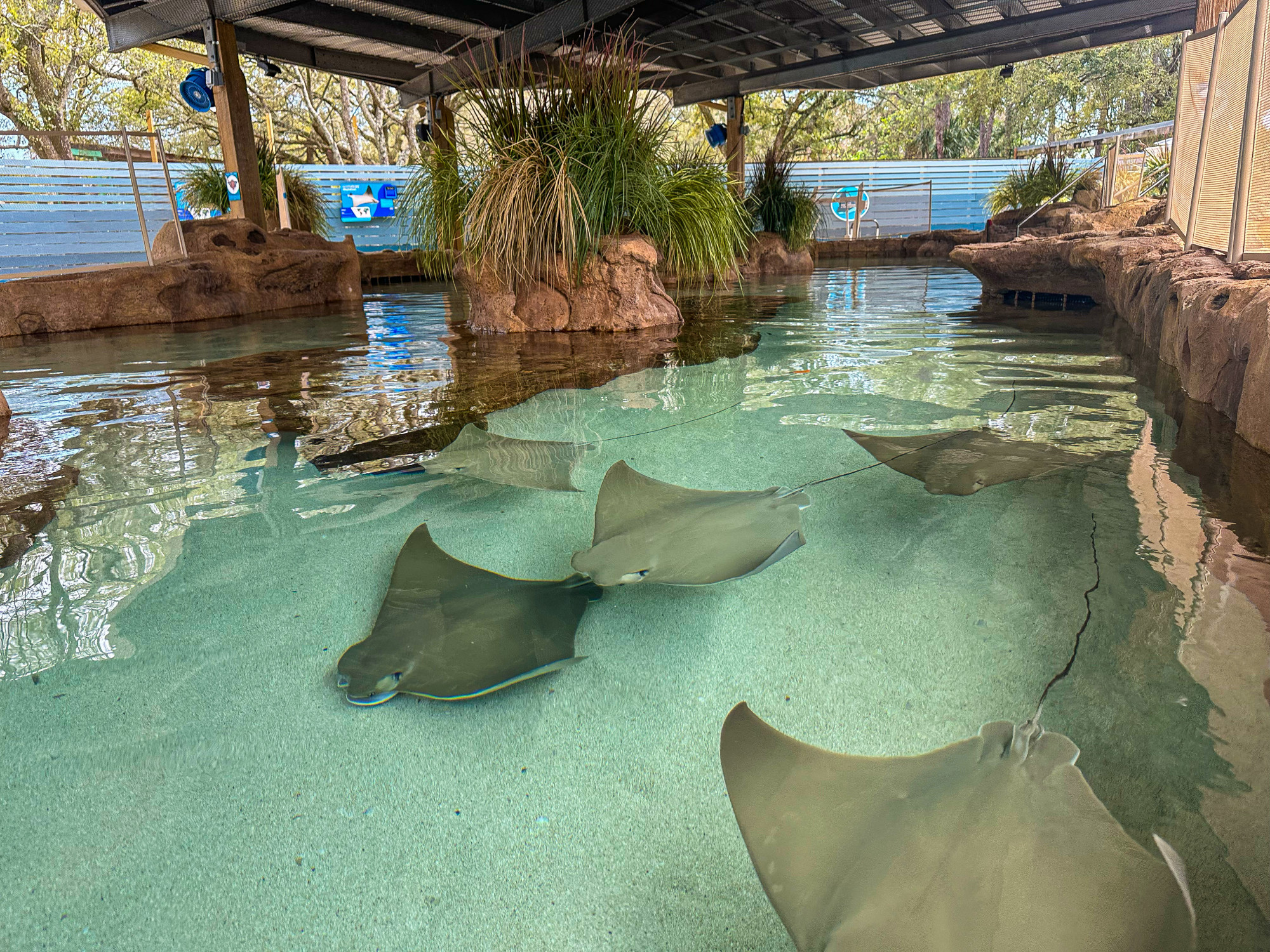 ZooTampa Stingray 2