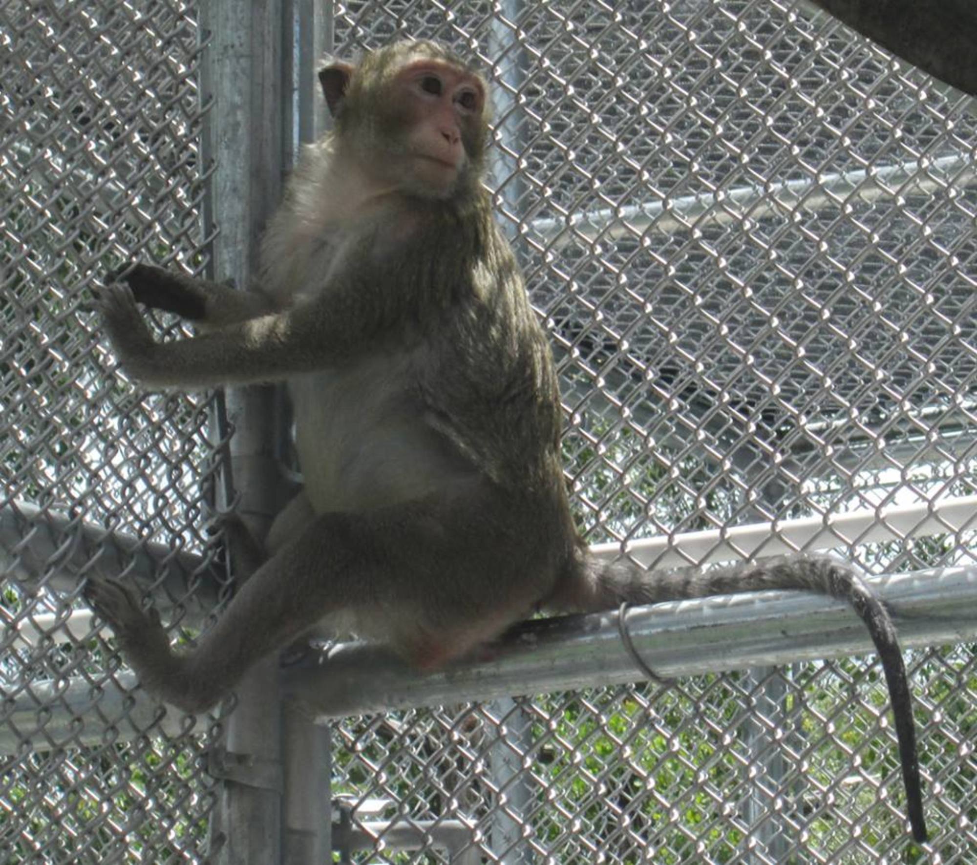 Suncoast Primate Sanctuary