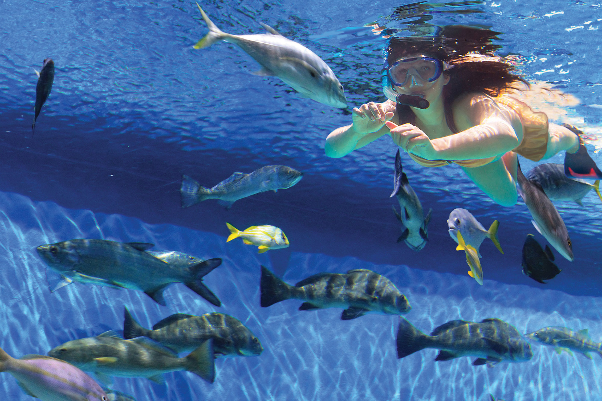 Dive-in the RumFish Grill aquarium and participate in the Swim with the Fishes snorkeling program