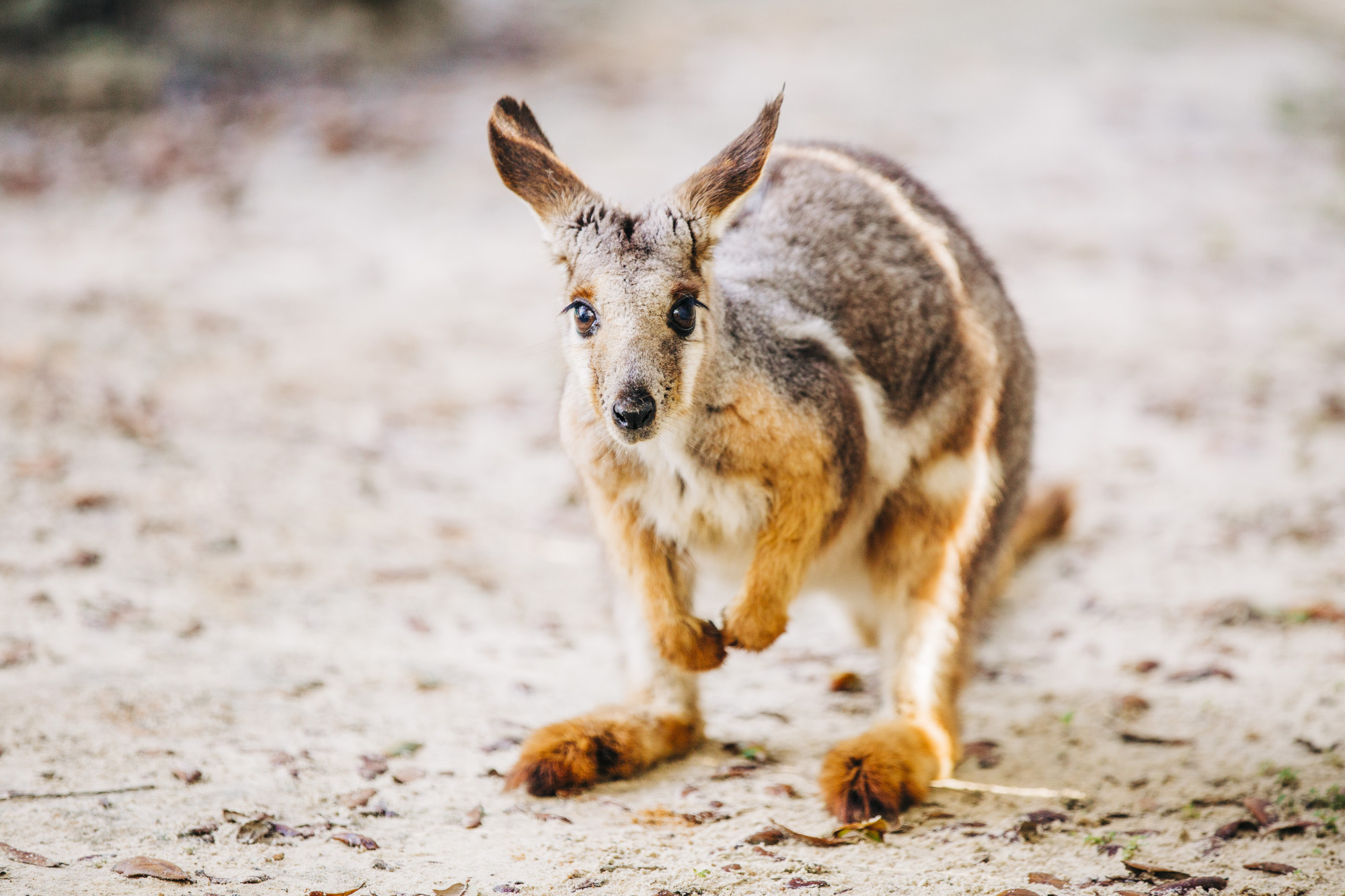 ZooTampa Wallaby
