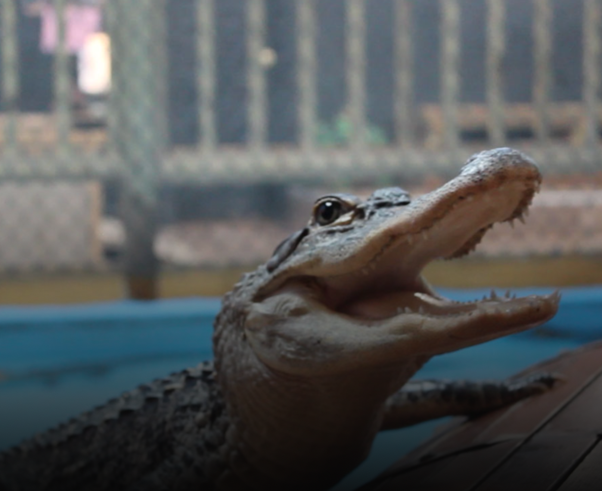 New Wildlife Discovery Center 1