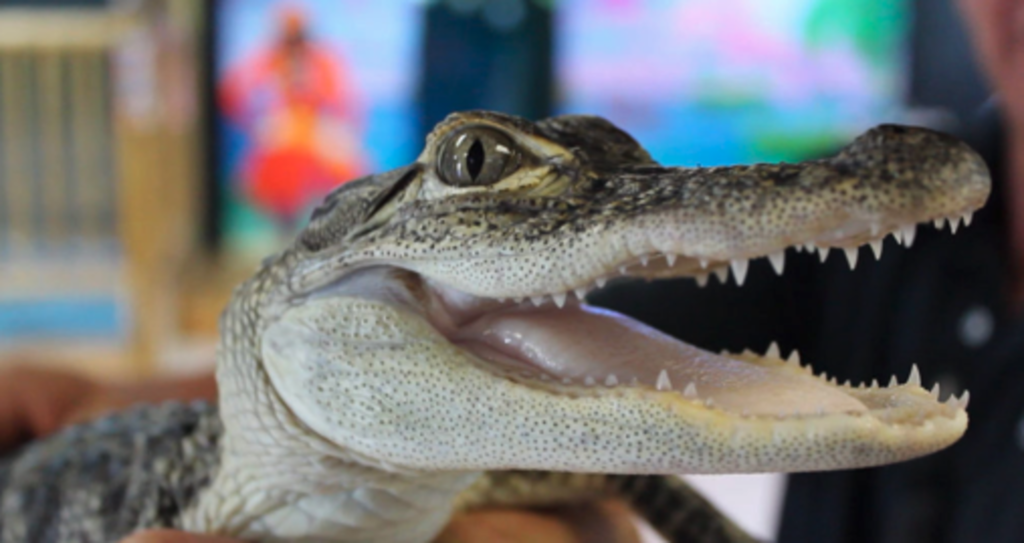 New Wildlife Discovery Center 2