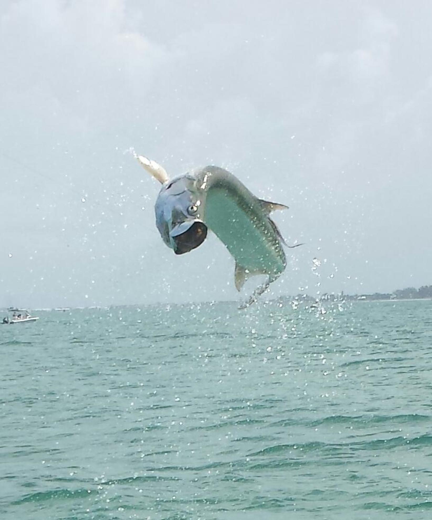 Action Fishing