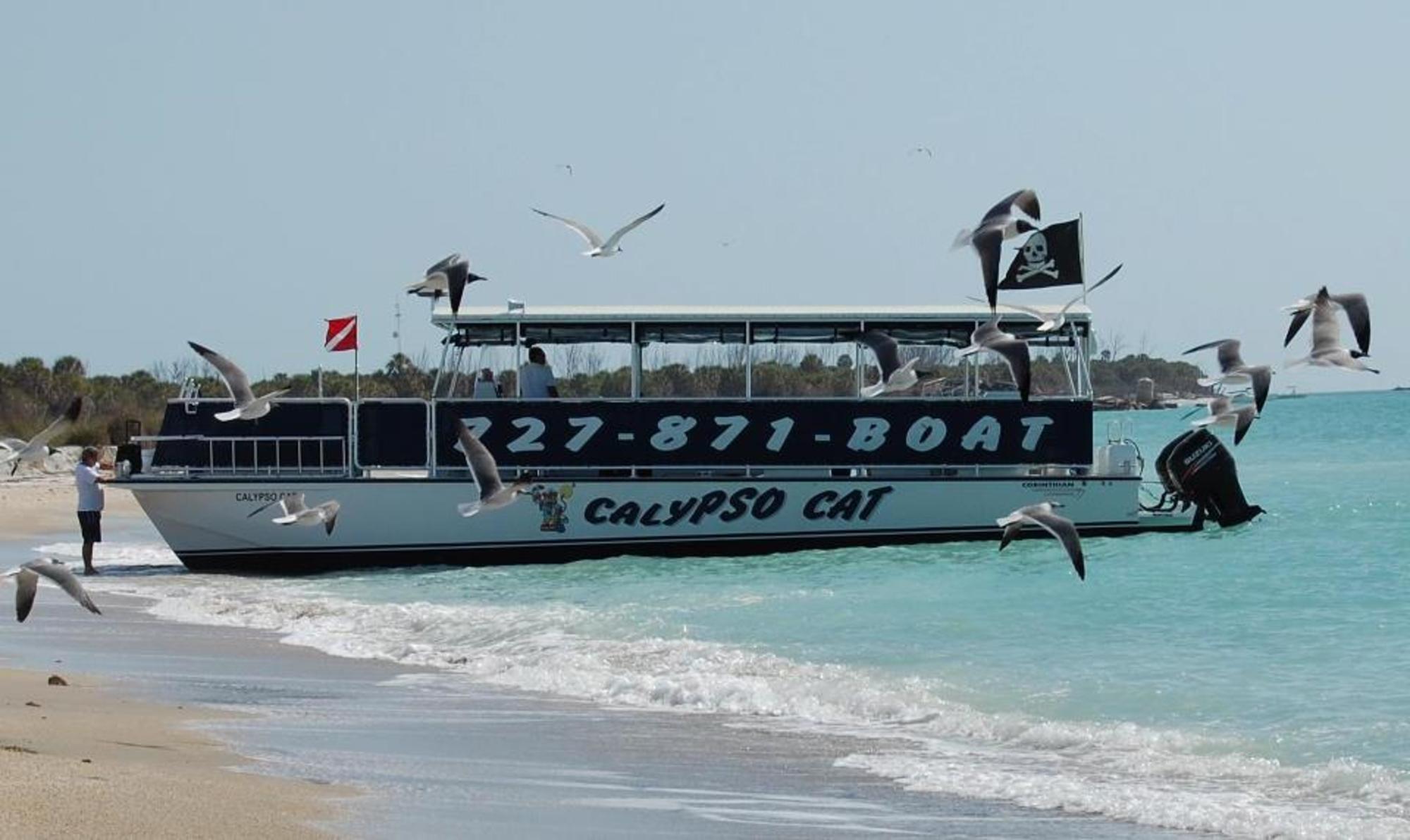 Calypso Cat