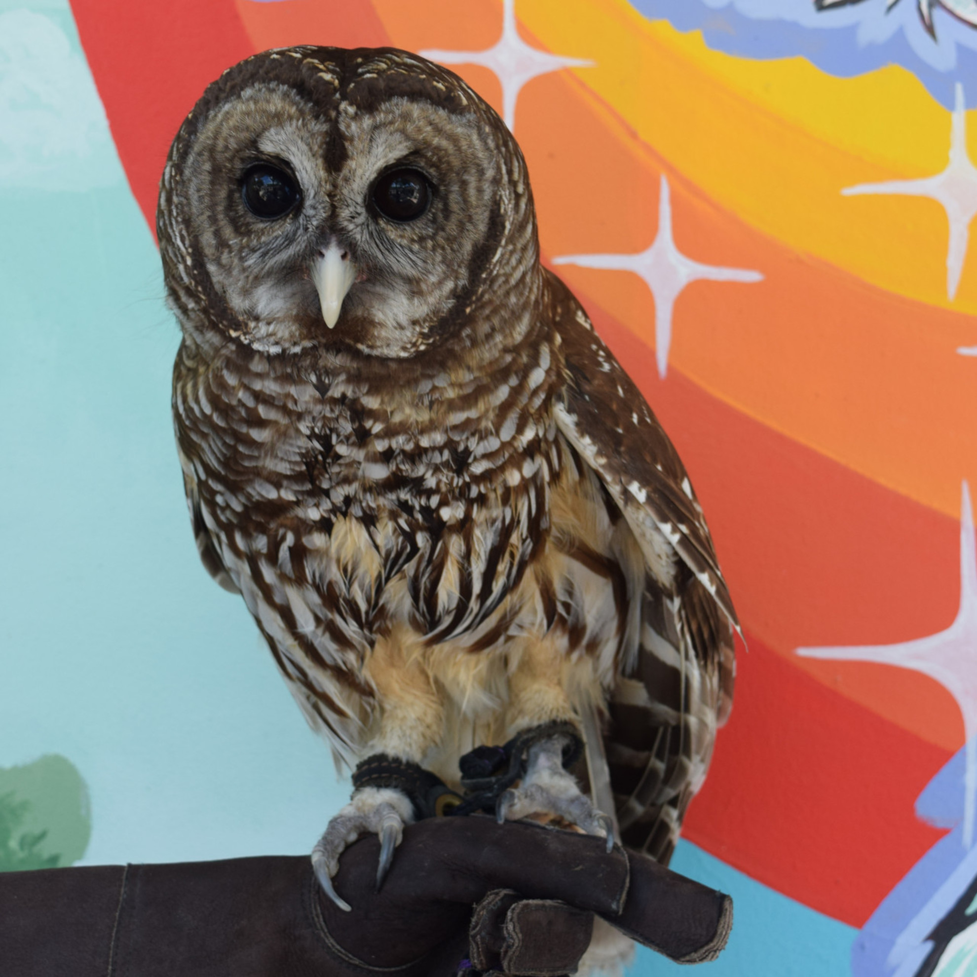 Owl Pacino "Chino" the Barred Owl