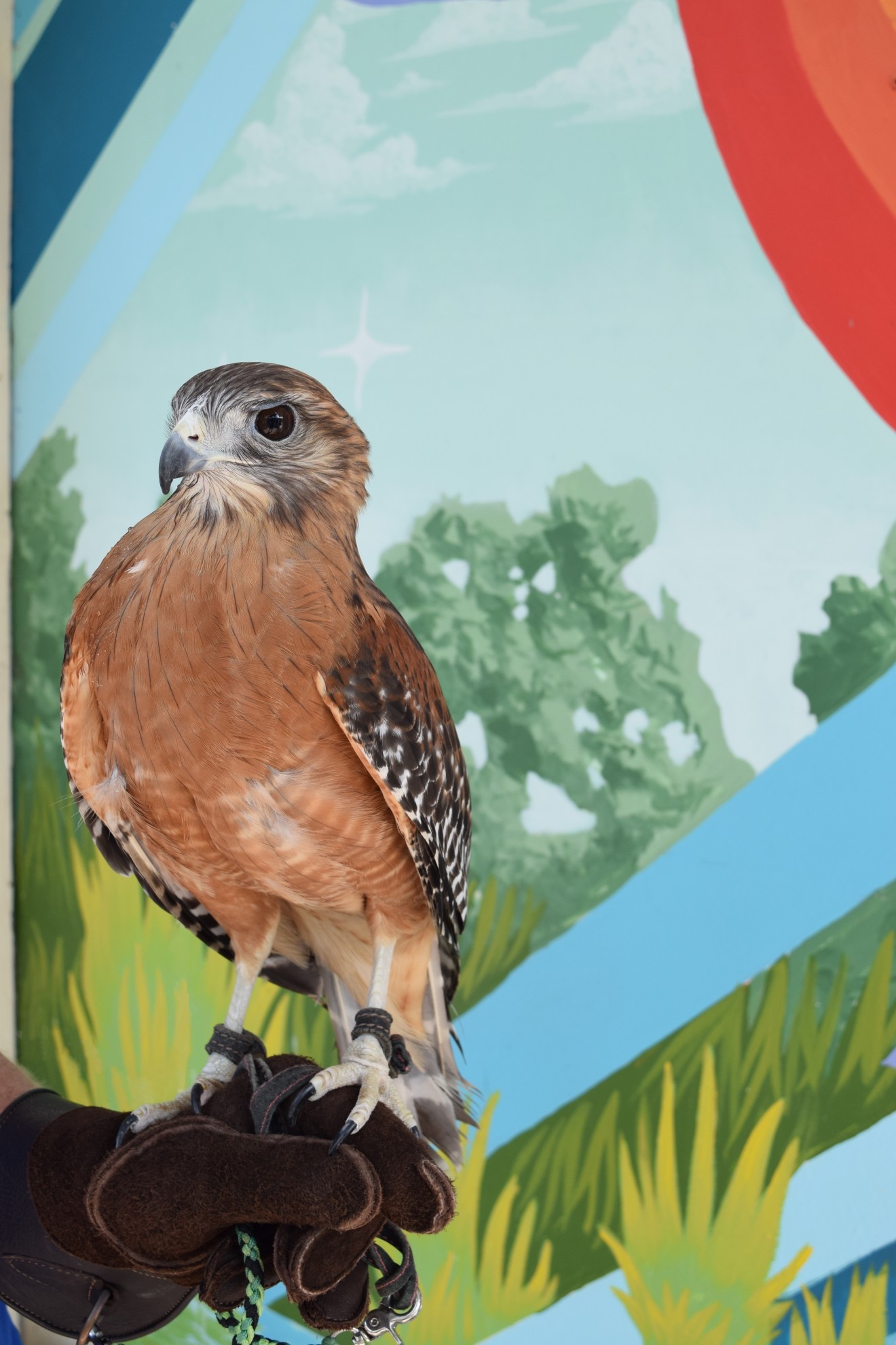 Cybil the Red-shouldered Hawk