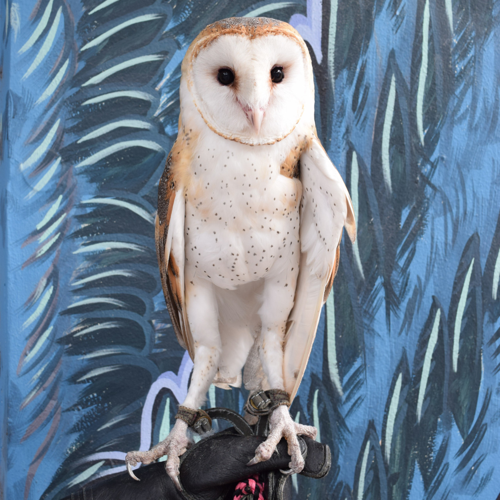 Cypress the Barn Owl