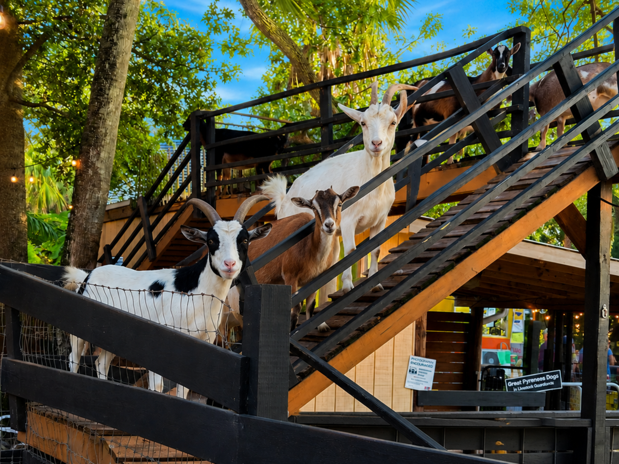 DK Farms goats