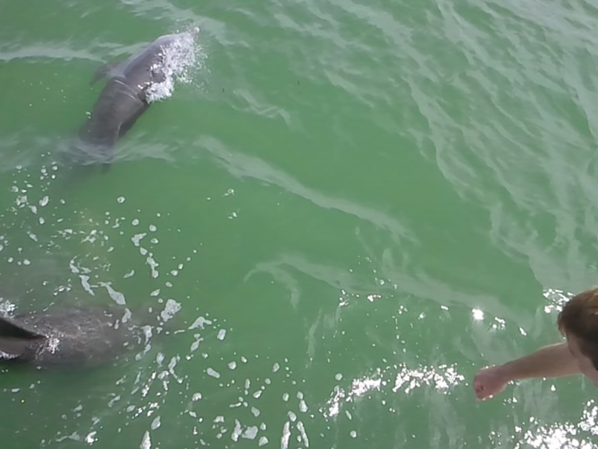 Its up close and personal on our dolphin watch!