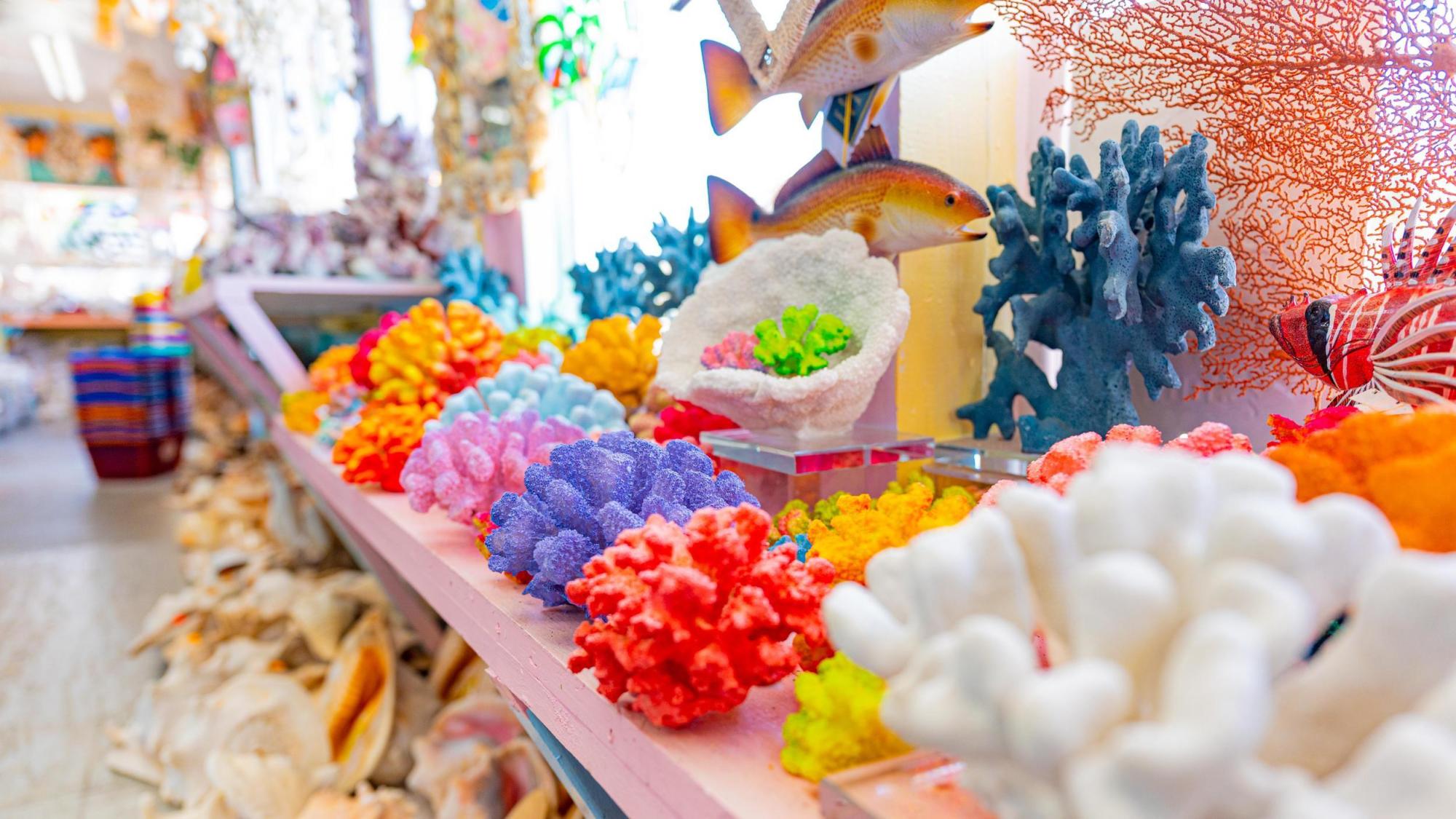 corals at Florida Shell Shop