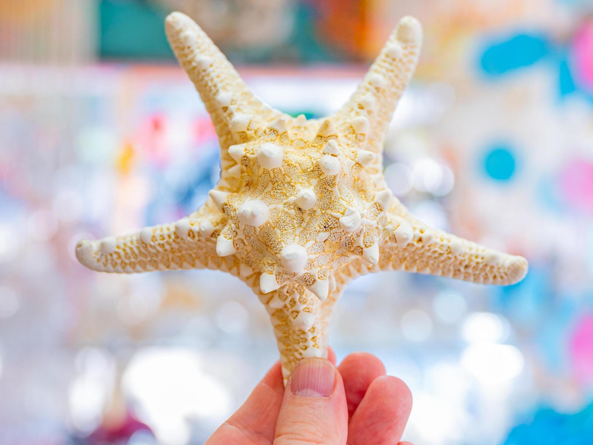 starfish at Florida Shell Shop