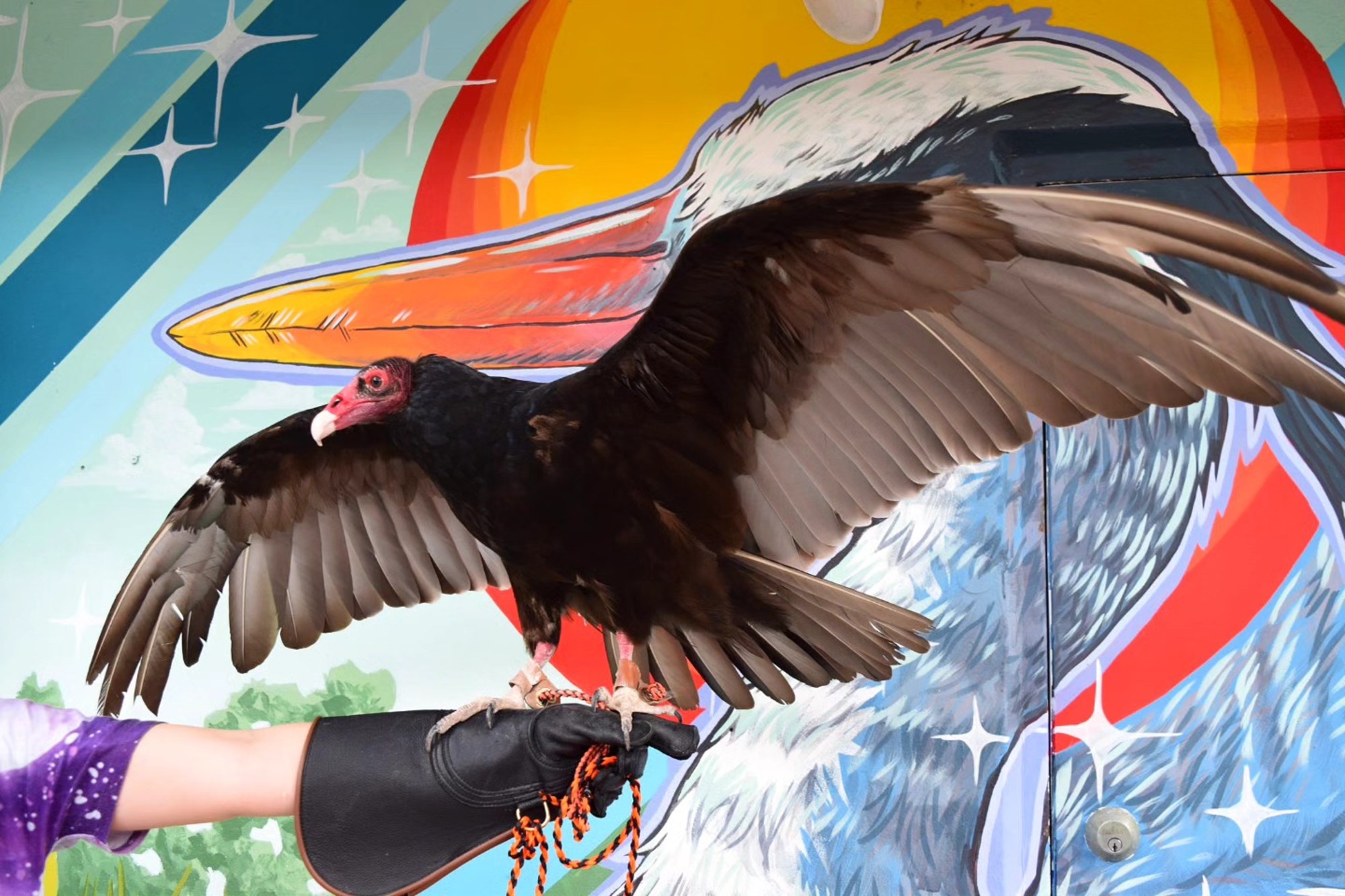 Lars the Turkey Vulture