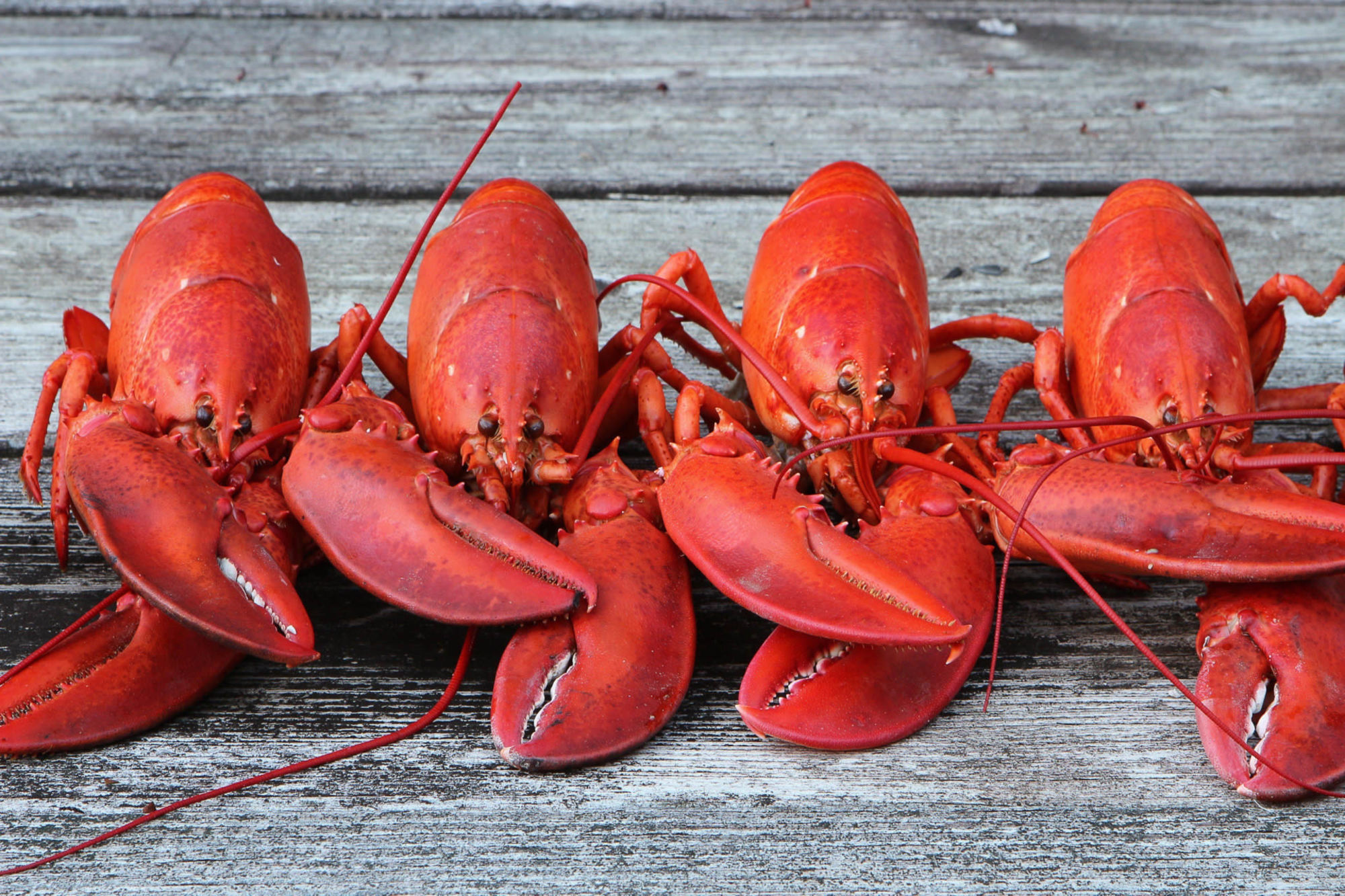 Lucky Lobster Co.