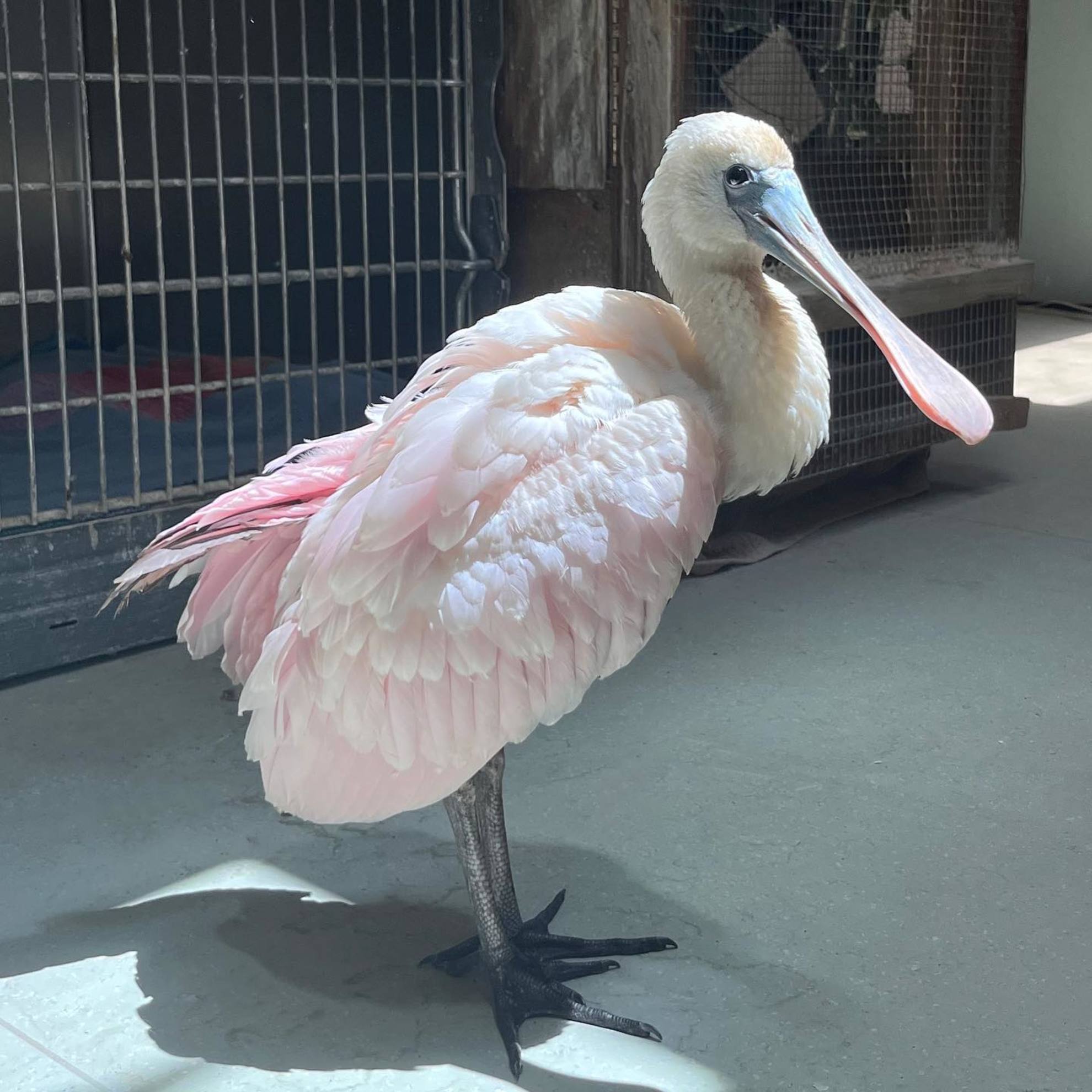 Meatball the Roseate Spoonbill