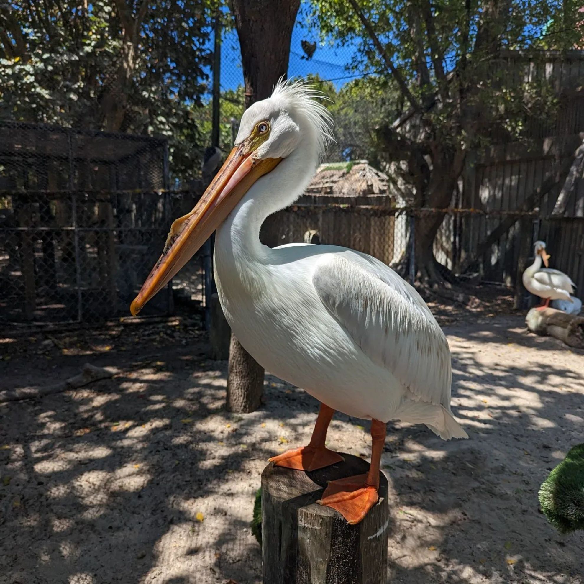 Ollie the American White Pelican