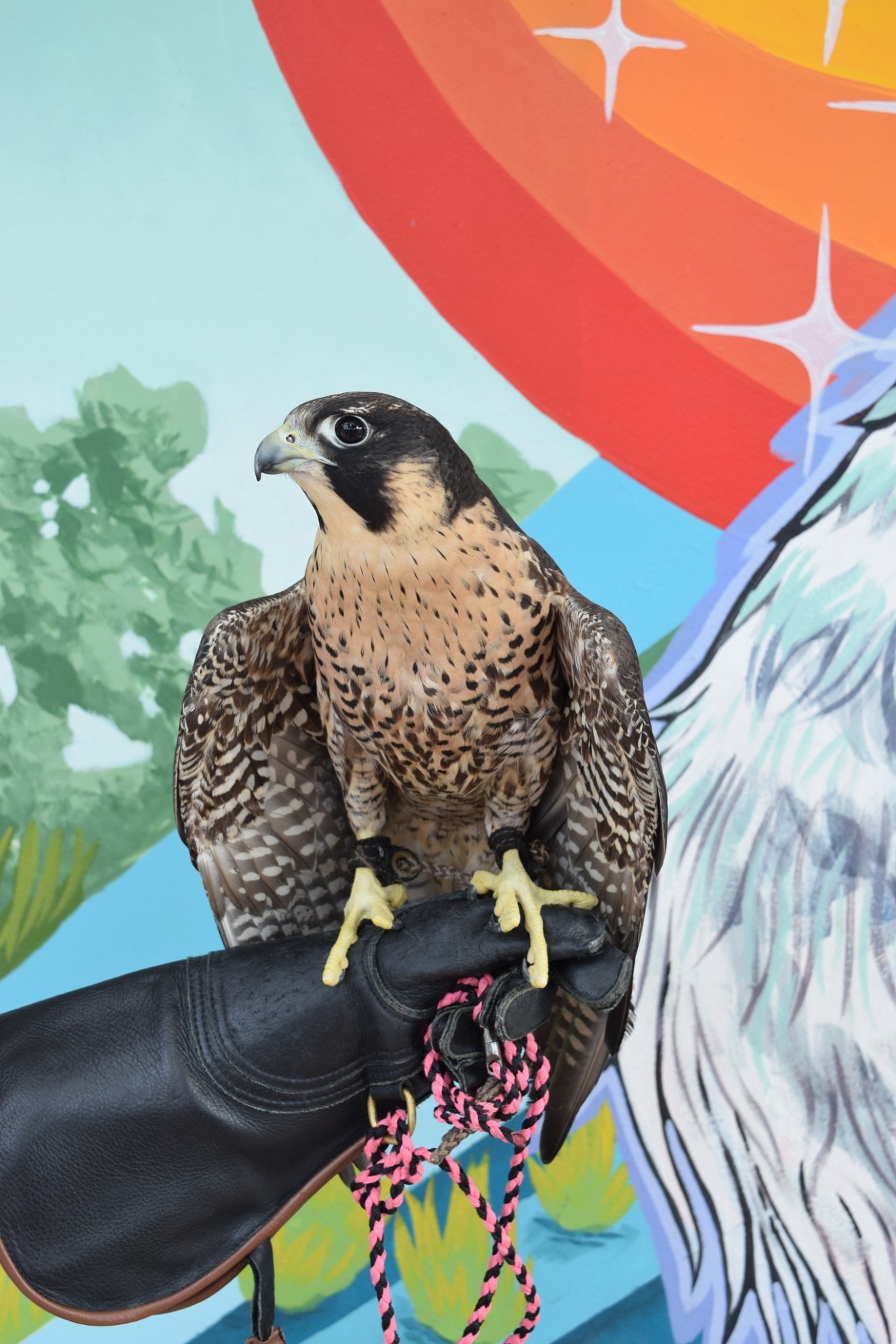 Phantom the Peregrine Falcon