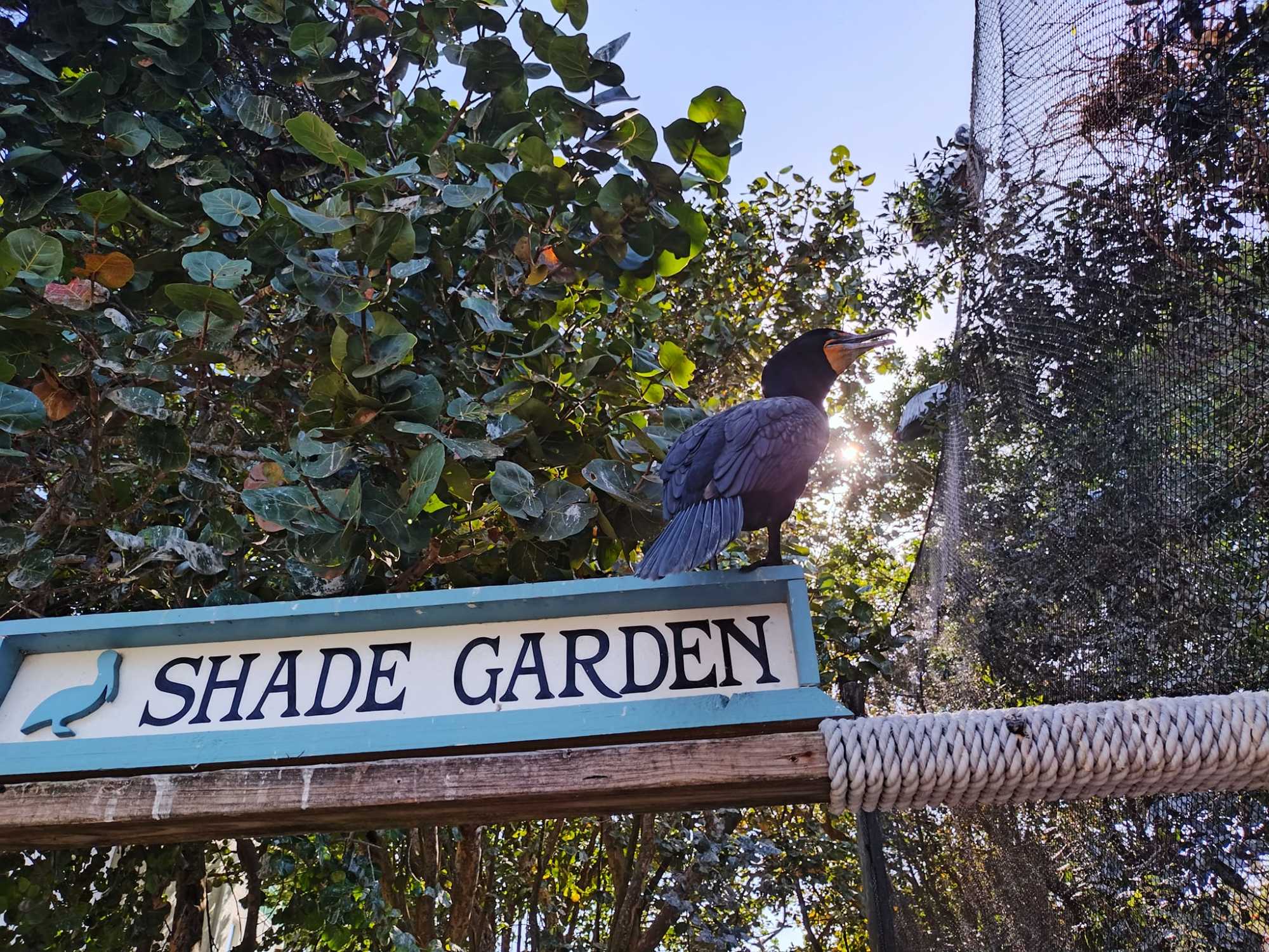 Shade Garden