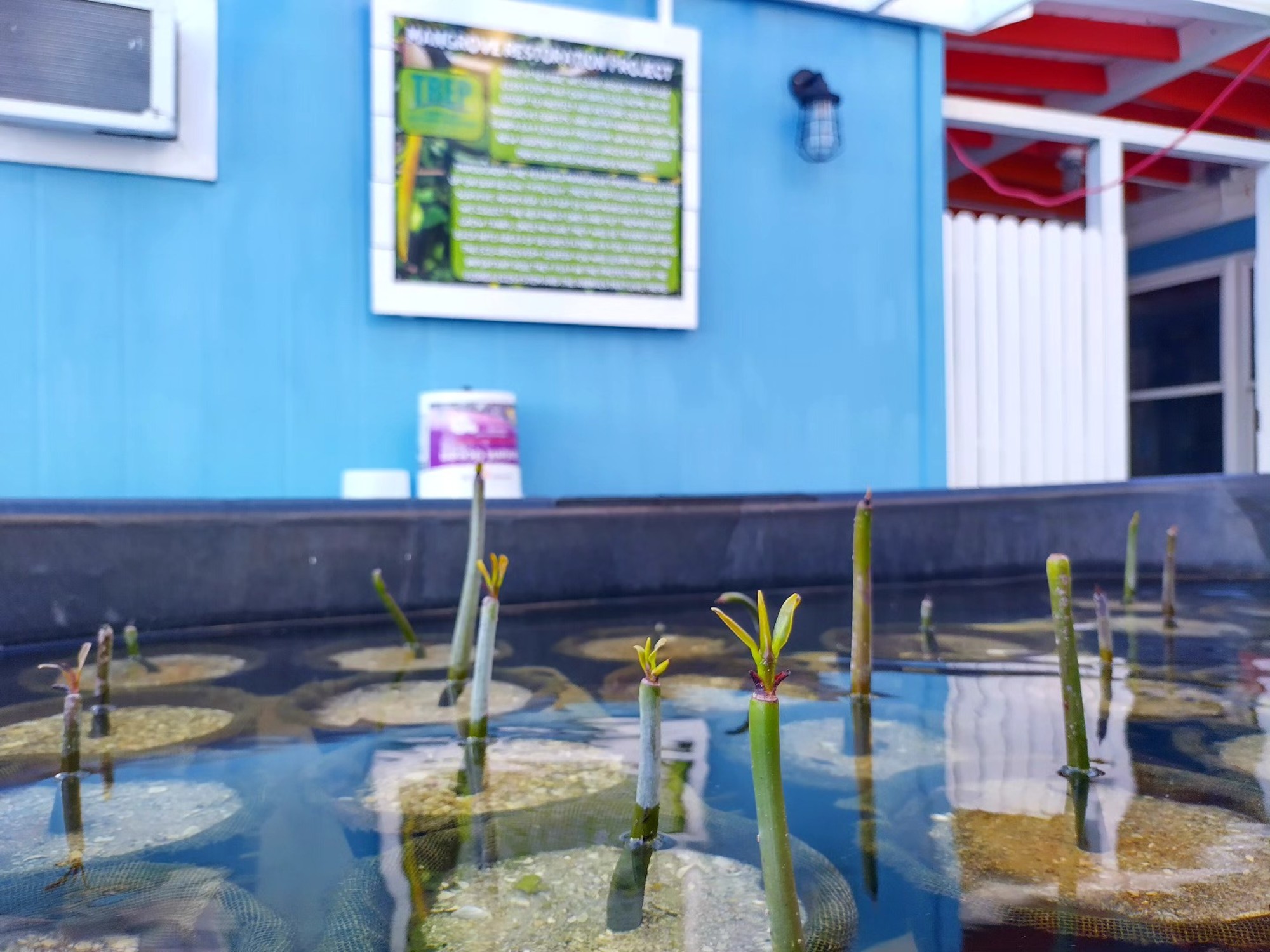Mangrove Restoration Project