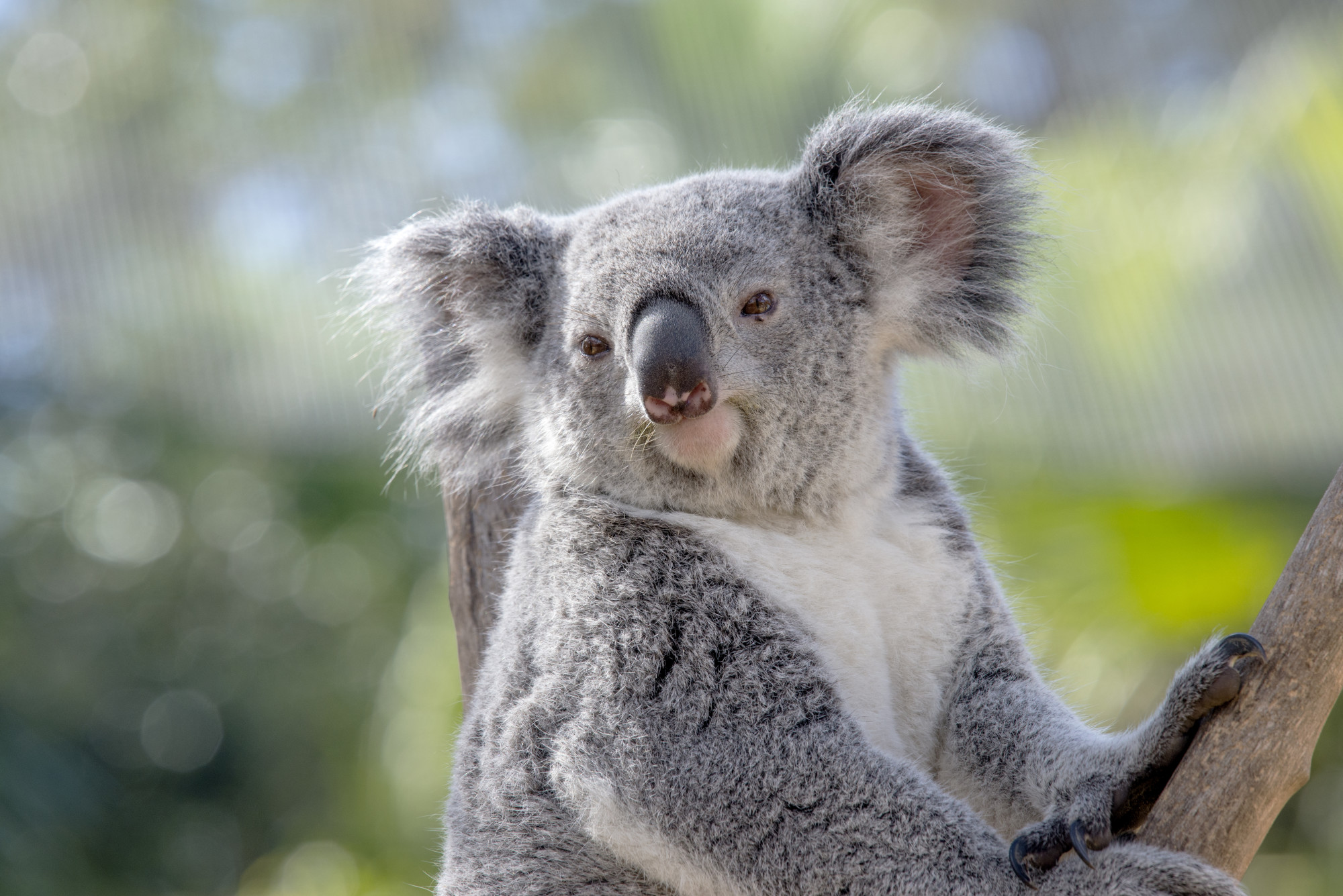 ZooTampa Koala
