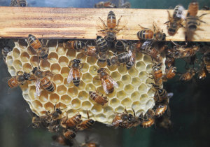 BUSY BEEHIVE