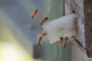 MEET A BEEKEEPER