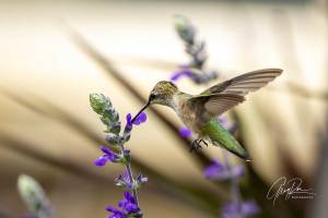 HUMMINGBIRD FEST