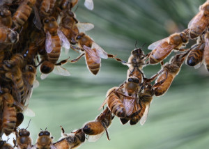 MEET A BEEKEEPER