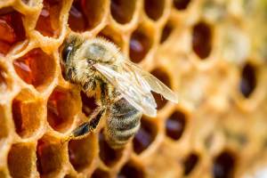 MEET A BEEKEEPER