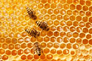NATURE PLAY DAY AFTER HOURS: BUSY BEEHIVE