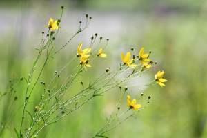 SEED SAVING AND SIPS