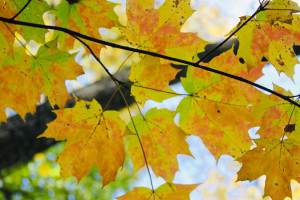 FALL COLORS HIKE