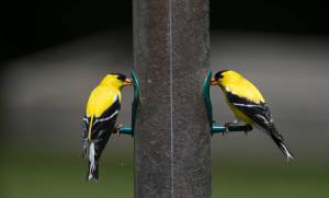 BREAKFAST WITH THE BIRDS