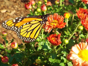 MONARCH BUTTERFLY CELEBRATION