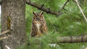 WE'RE 'OWL' EARS! @ SAND RIDGE NATURE CENTER