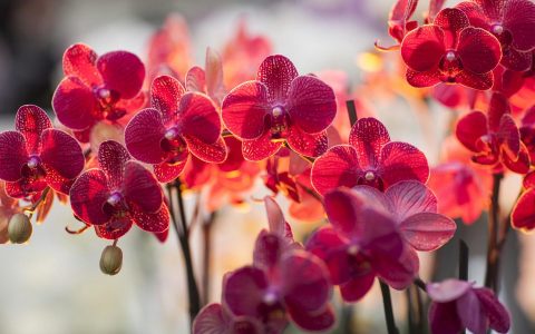 South Florida Orchid Society In Kendall Fl