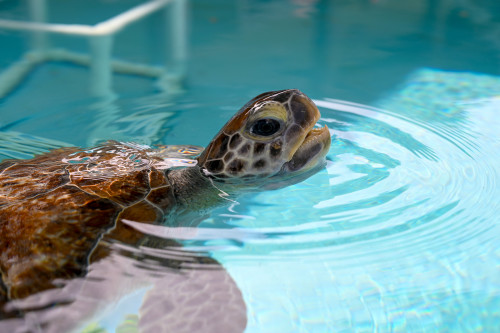 20oz Wide Mouth Water Bottle - Loggerhead Marinelife Center