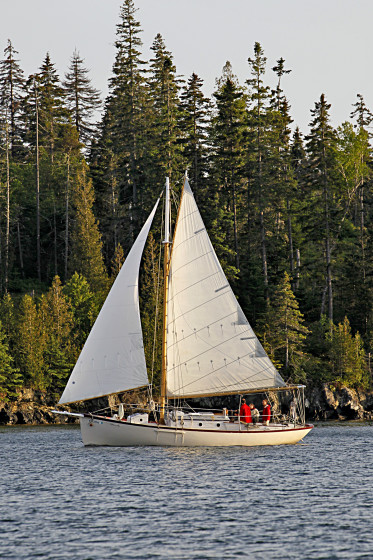Bufflehead Sailing Charters
