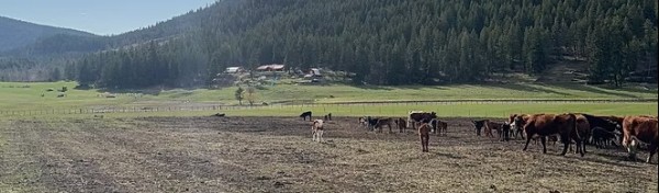 4D Creek Ranch-header