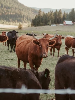 4D Creek Ranch visiting friends