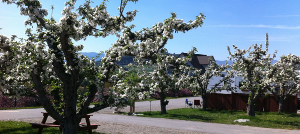 APPLE VALLEY ORCHARD & RV PARK