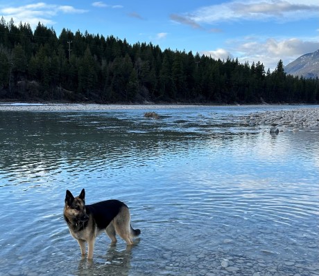 Camp Kootenay River in Backyard