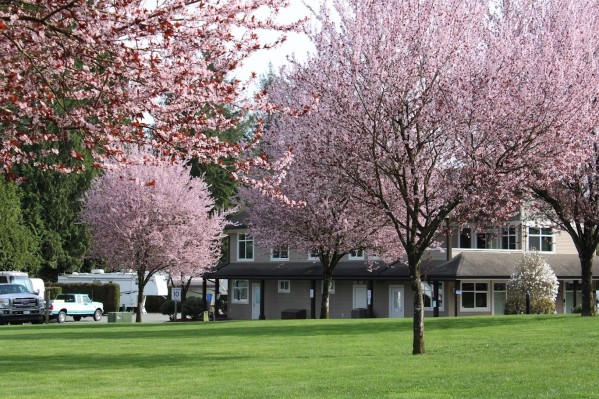 Eagle Wind RV Park Spring Blossoms